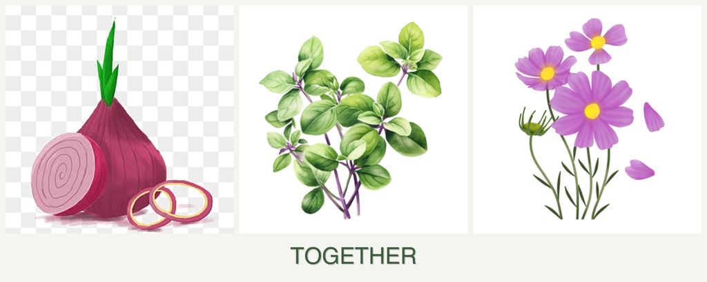 Can you plant onions, oregano and cosmos together?