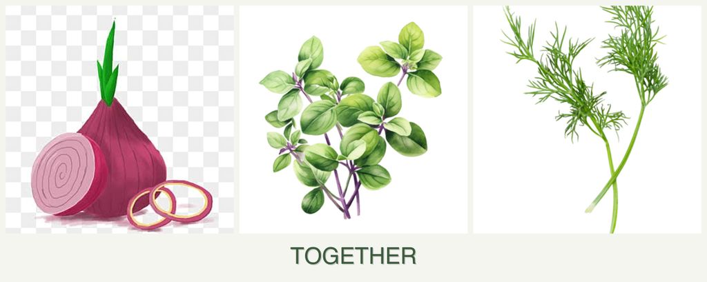 Can you plant onions, oregano and dill together?