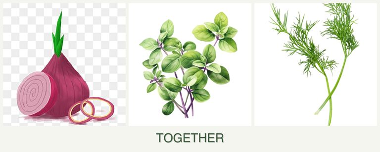 Can you plant onions, oregano and dill together?