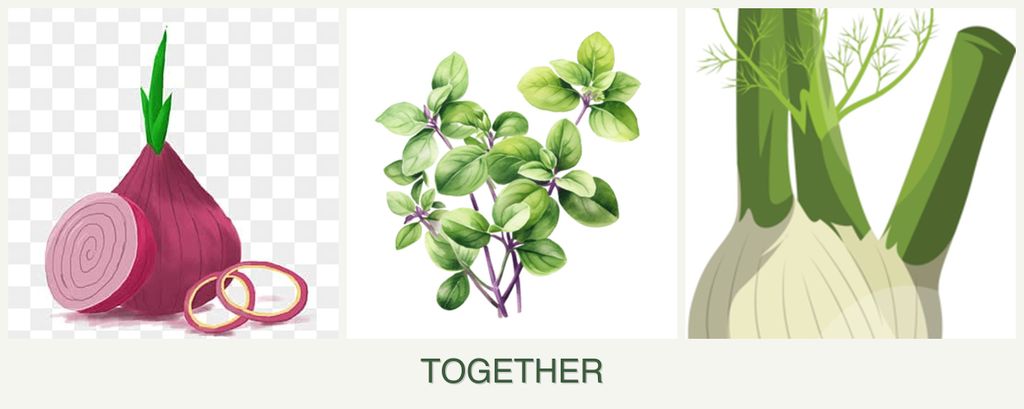 Can you plant onions, oregano and fennel together?