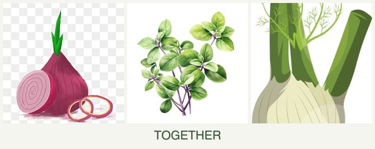 Can you plant onions, oregano and fennel together?