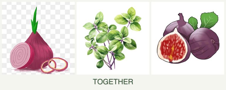 Can you plant onions, oregano and figs together?