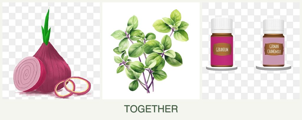 Can you plant onions, oregano and geraniums together?