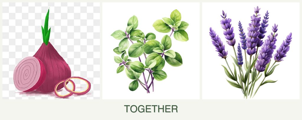 Can you plant onions, oregano and lavender together?