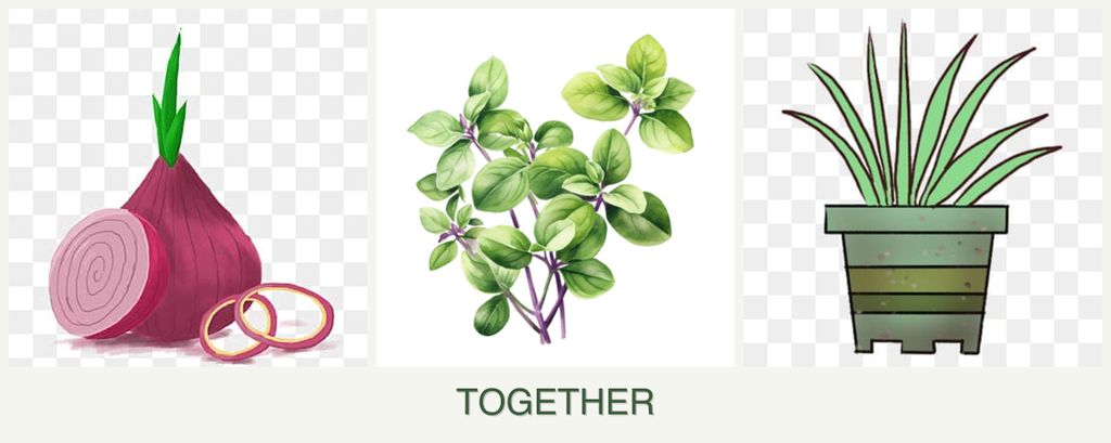 Can you plant onions, oregano and lemongrass together?