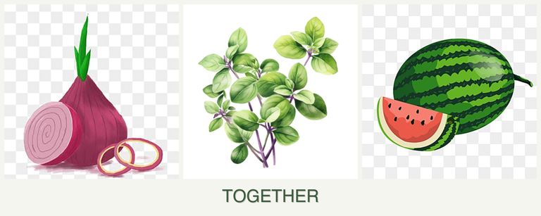 Can you plant onions, oregano and melons together?