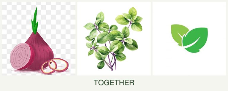 Can you plant onions, oregano and mint together?