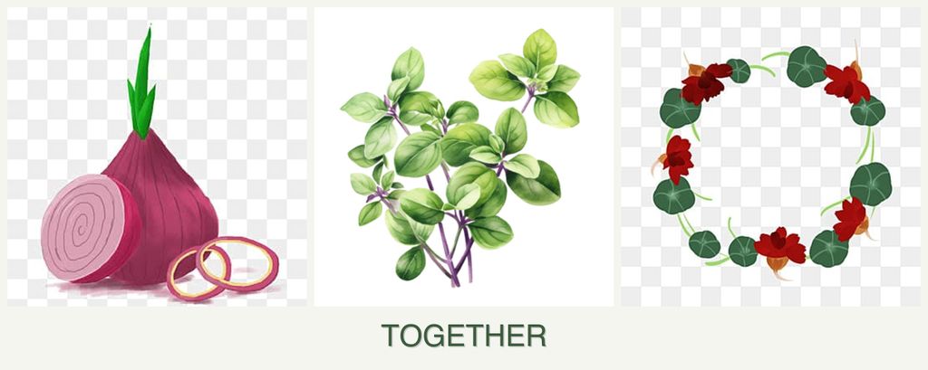 Can you plant onions, oregano and nasturtiums together?