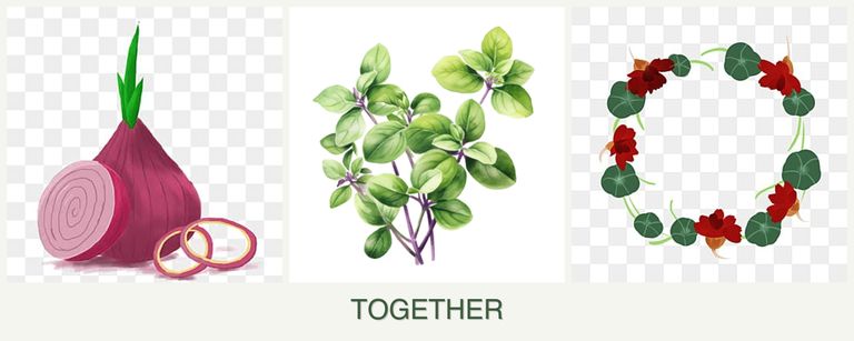 Can you plant onions, oregano and nasturtiums together?