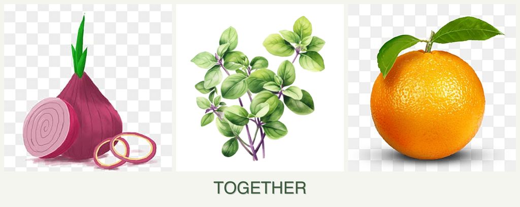 Can you plant onions, oregano and oranges together?