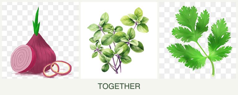 Can you plant onions, oregano and parsley together?