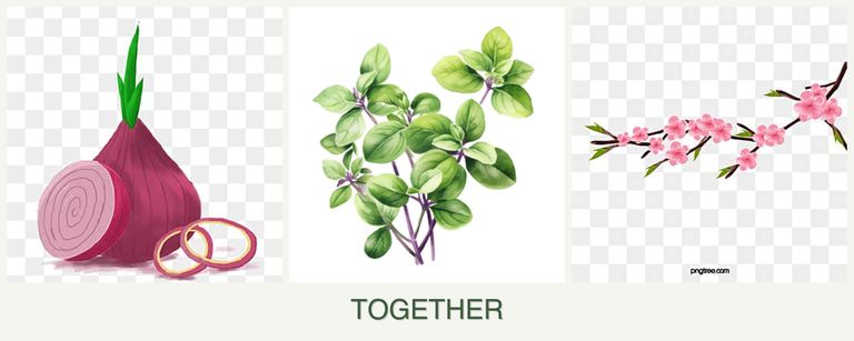 Can you plant onions, oregano and peaches together?
