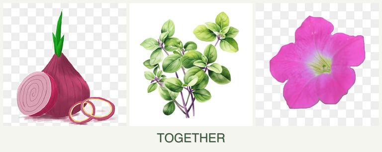 Can you plant onions, oregano and petunias together?