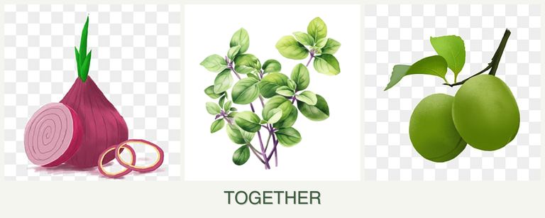 Can you plant onions, oregano and plums together?