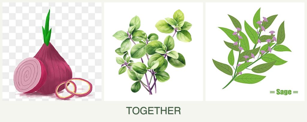 Can you plant onions, oregano and sage together?