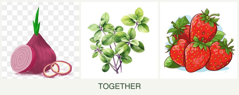 Can you plant onions, oregano and strawberries together?