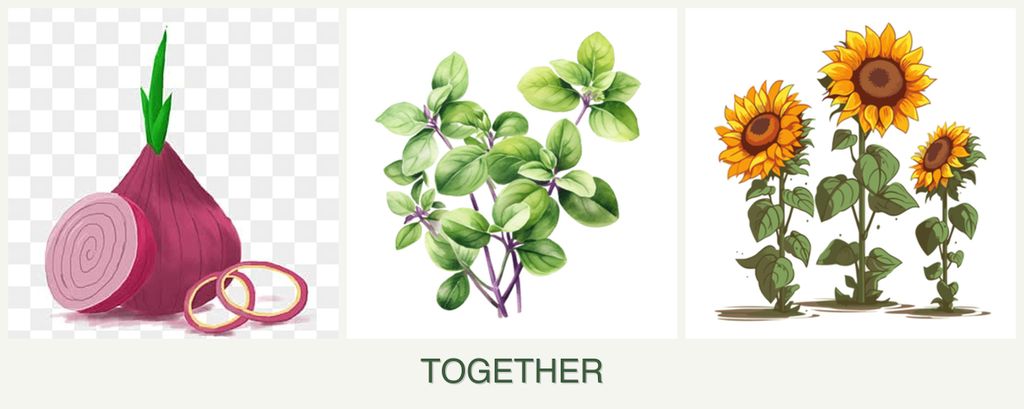 Can you plant onions, oregano and sunflowers together?