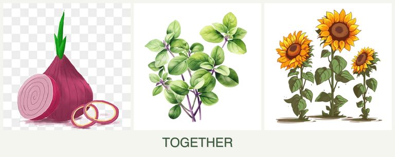 Can you plant onions, oregano and sunflowers together?