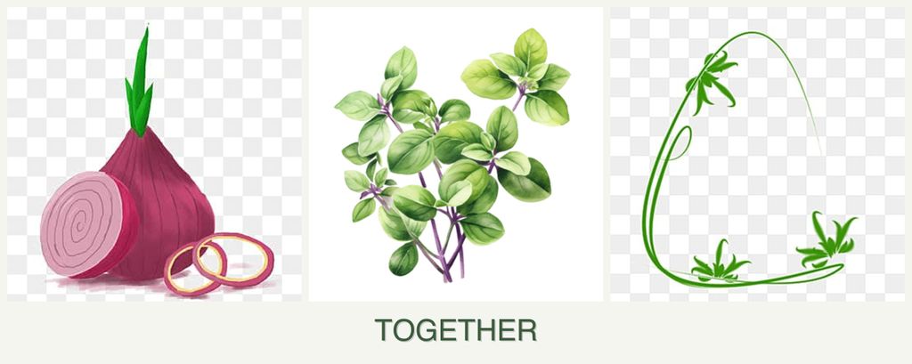 Can you plant onions, oregano and tarragon together?