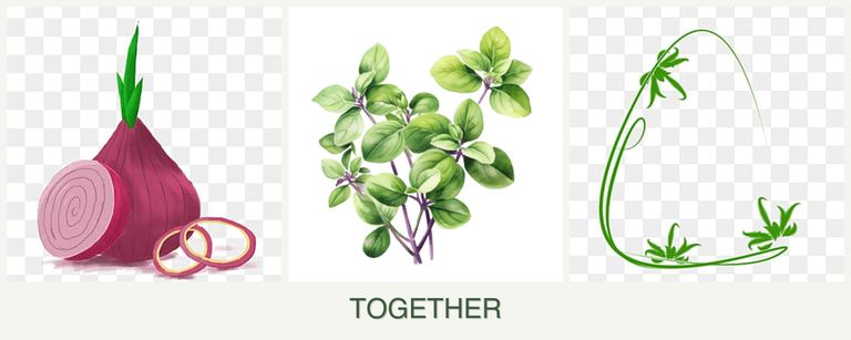 Can you plant onions, oregano and tarragon together?