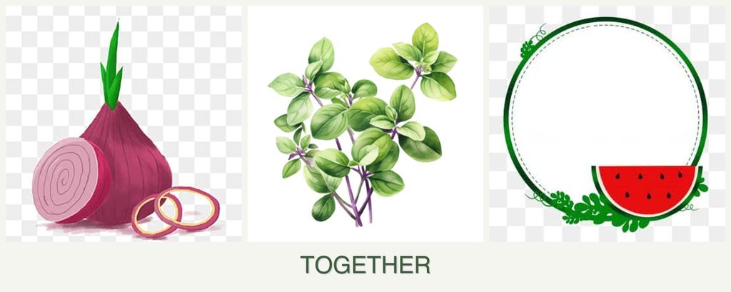 Can you plant onions, oregano and watermelons together?