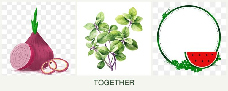 Can you plant onions, oregano and watermelons together?
