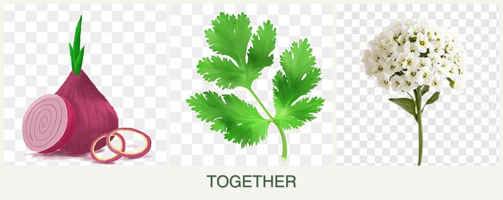 Can you plant onions, parsley and alyssum together?