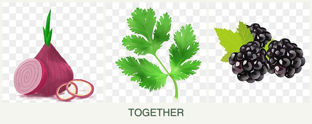 Can you plant onions, parsley and blackberries together?