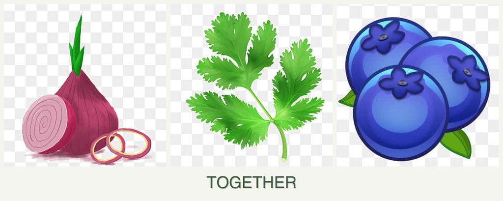 Can you plant onions, parsley and blueberries together?