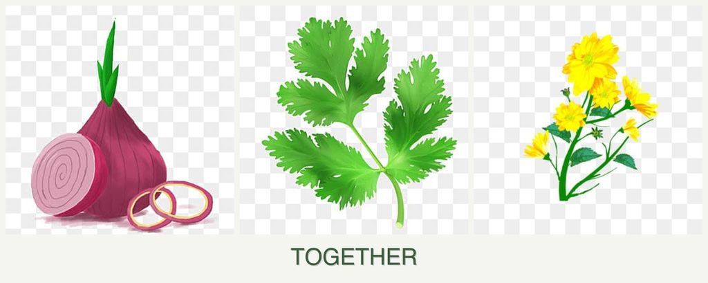 Can you plant onions, parsley and calendula together?