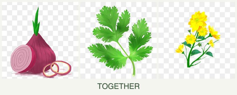 Can you plant onions, parsley and calendula together?