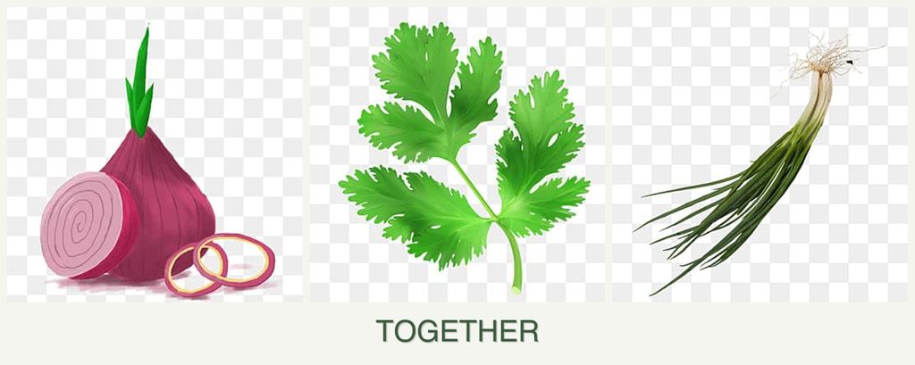 Can you plant onions, parsley and chives together?