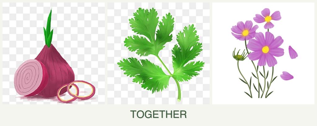 Can you plant onions, parsley and cosmos together?