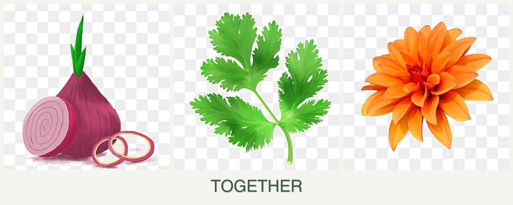 Can you plant onions, parsley and dahlias together?
