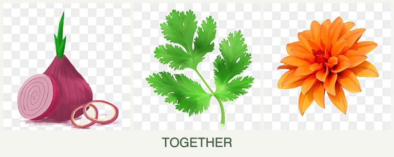 Can you plant onions, parsley and dahlias together?