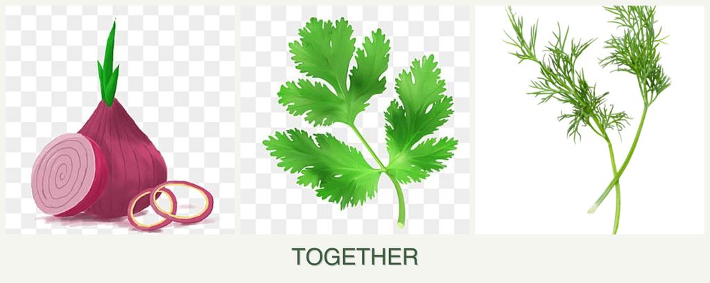 Can you plant onions, parsley and dill together?