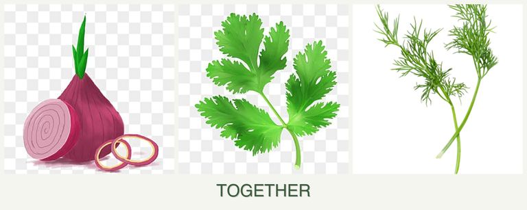 Can you plant onions, parsley and dill together?