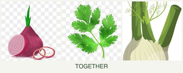 Can you plant onions, parsley and fennel together?