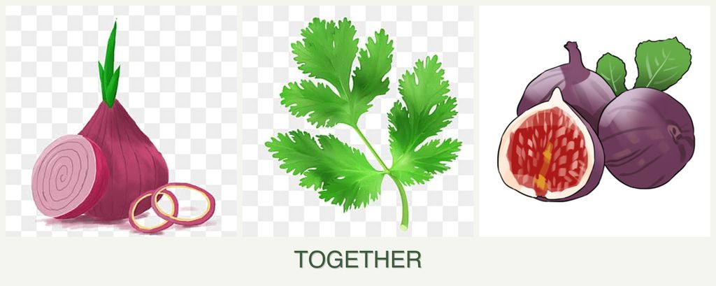 Can you plant onions, parsley and figs together?
