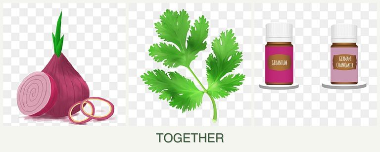 Can you plant onions, parsley and geraniums together?