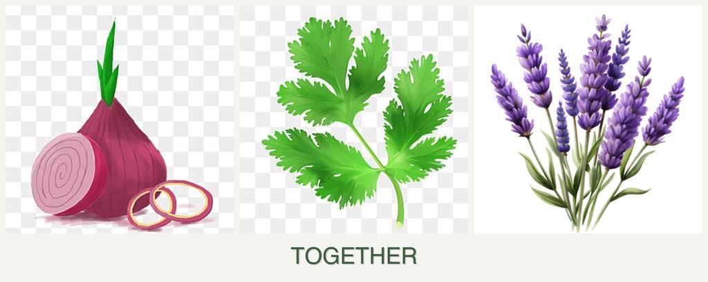 Can you plant onions, parsley and lavender together?