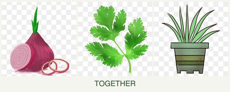 Can you plant onions, parsley and lemongrass together?