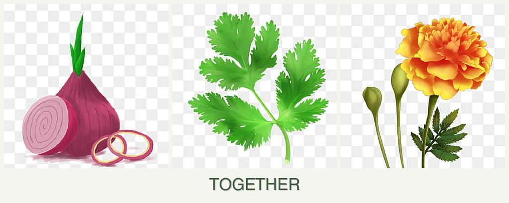 Can you plant onions, parsley and marigolds together?