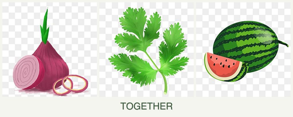 Can you plant onions, parsley and melons together?