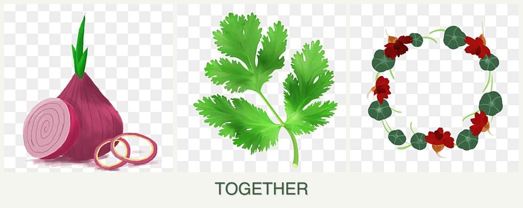 Can you plant onions, parsley and nasturtiums together?