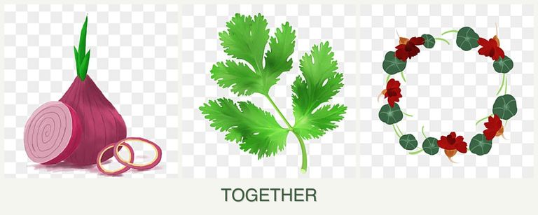 Can you plant onions, parsley and nasturtiums together?