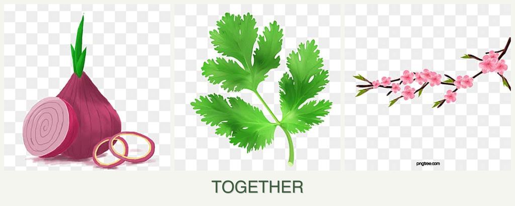 Can you plant onions, parsley and peaches together?