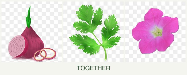 Can you plant onions, parsley and petunias together?