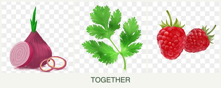Can you plant onions, parsley and raspberries together?
