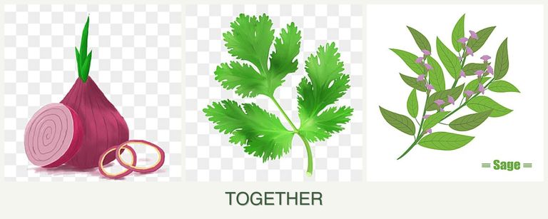 Can you plant onions, parsley and sage together?